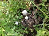 Panaeolus antillarum image