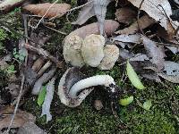 Coprinopsis variegata image