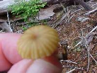 Lichenomphalia umbellifera image