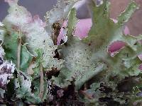 Platismatia glauca image