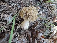 Morchella ulmaria image