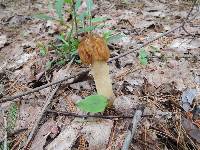 Morchella punctipes image