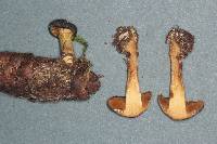 Cortinarius clandestinus image