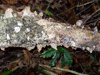 Auricularia nigricans image