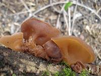 Auricularia americana image