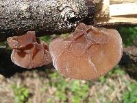 Auricularia americana image