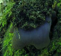 Peziza phyllogena image