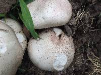 Agaricus subrufescens image