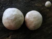 Reticularia lycoperdon image