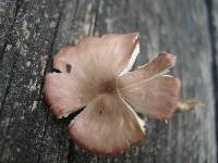 Rugosomyces carneus image