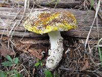 Amanita aprica image