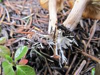 Clitocybe albirhiza image