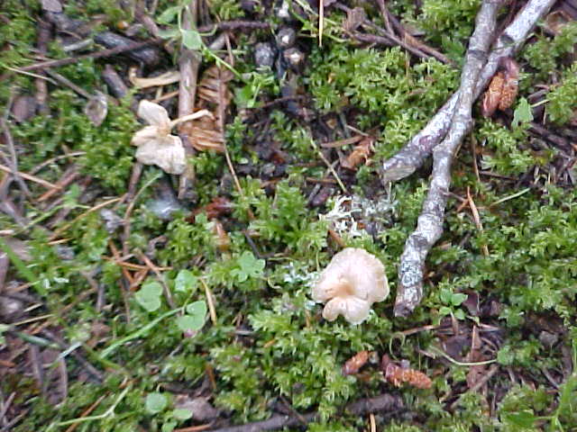 Gymnopus inodorus image