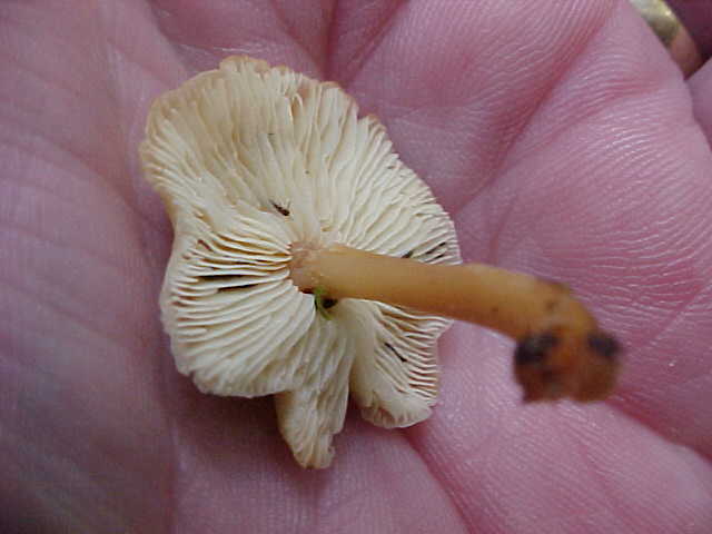 Gymnopus inodorus image