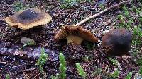 Cortinarius clandestinus image