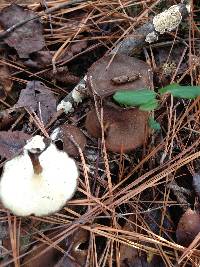 Polyporus brumalis image