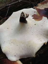 Royoporus badius image