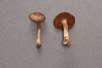 Cortinarius decipiens image