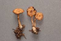 Cortinarius fulvescens image