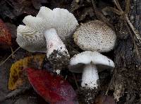 Tricholoma huronense image