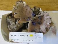 Sarcosphaera coronaria image