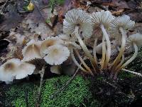 Mycena inclinata image