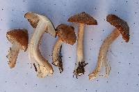 Inocybe nitidiuscula image