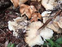 Gymnopus luxurians image