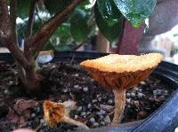 Gymnopilus luteofolius image