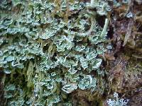 Cladonia ochrochlora image