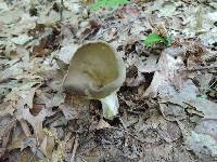 Helvella griseoalba image