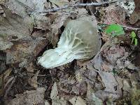 Helvella griseoalba image