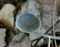 Mycena subcaerulea image