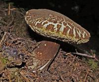 Tylopilus porphyrosporus image