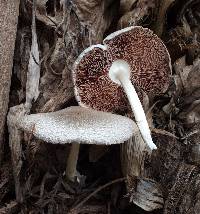 Volvariella volvacea image