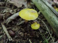 Hygrocybe glutinipes image