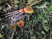 Hygrocybe psittacina var. perplexa image