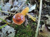 Hygrocybe psittacina var. perplexa image