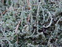 Cladonia squamosa image