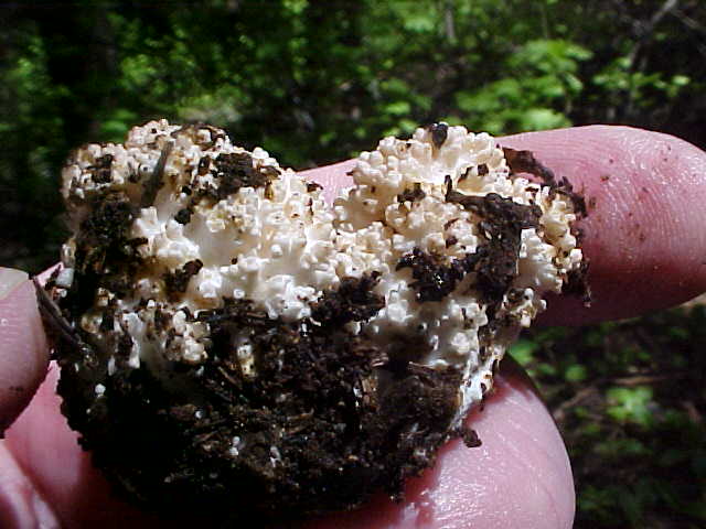 Ramaria rubrievanescens image