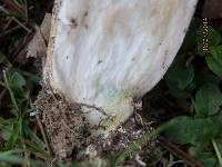 Leccinum aurantiacum image