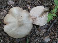 Pluteus petasatus image