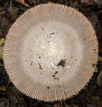 Amanita sect. Vaginatae image