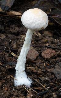 Austroboletus eburneus image