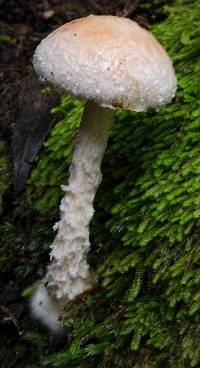 Austroboletus eburneus image