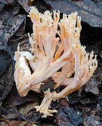 Ramaria capitata image