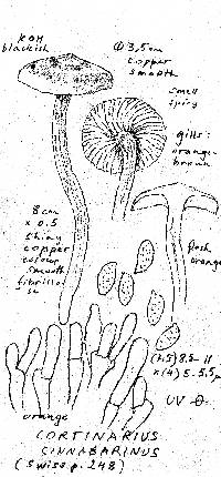 Cortinarius cinnabarinus image