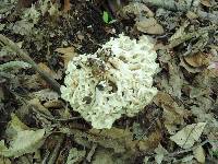 Polyporus umbellatus image