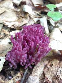 Clavaria zollingeri image