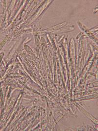 Mollisia melaleuca image